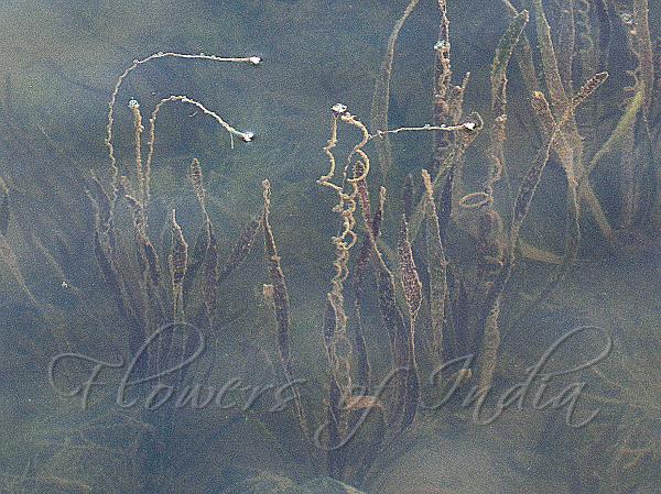 Eel Grass